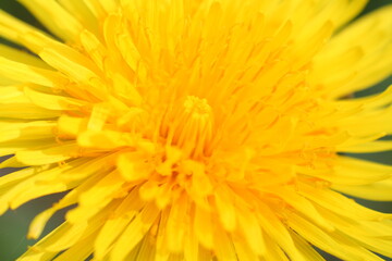 Macro close-up of a bright yellow dandelion flower (taraxacum officinale)