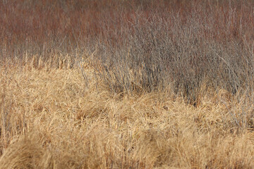 Fototapeta premium Fall at the Marsh