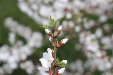 felt cherry branch in spring