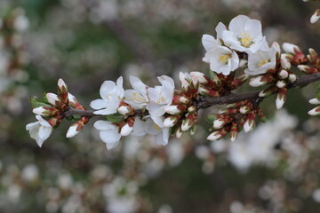 blooming buds on a cherry branch