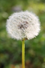 Portrait of a single dandelion clock, backlit by the sunshine