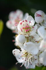 White hawthorn blossom flowering in a hedge, with pink-tipped stamens. Short vertically, portrait.