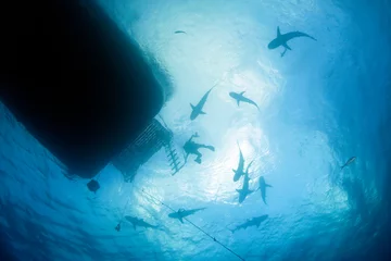 Foto op Plexiglas Plenty of Sharks against the Surface, with Diver in the Middle, viewed from Underneath. Tiger Beach, Bahamas © Daniel Lamborn