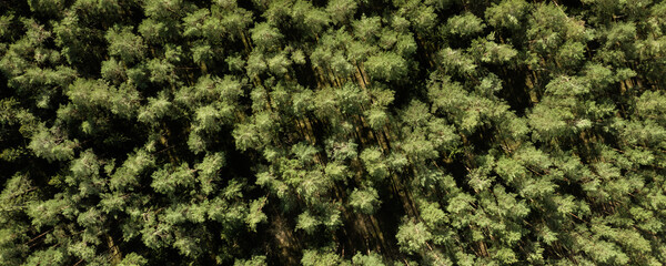 Aerial drone top view of a green pine wood forest during sunset with nice tree shadows