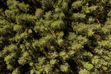 Aerial drone top view of a green pine wood forest during sunset with nice tree shadows