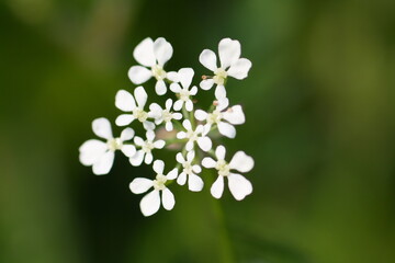 Macro close-up of an umbel of white Cow Parsley flowers (Anthriscus sylvestris) 