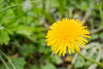 Yellow dandelion blooms (Taráxacum officinále). The flower is medicinal, wild, weed. Growing in...