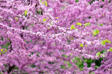 Cherry blossom in the park