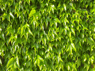 wall in beautiful green plants with sunlight