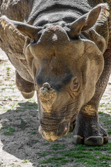 Greater One Horned Rhinoceros