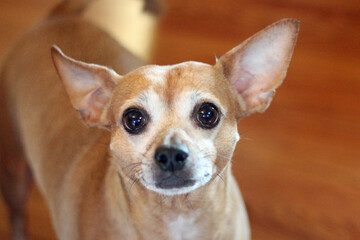 Eddie's close up family pet