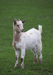 Obraz premium Young goat of Cameroon breed in a green meadow