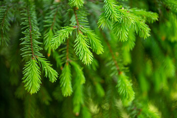 Fresh shoots on spruce branches. Green natural backgrounds. Selective focus, shallow DOF.