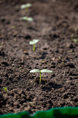 Zucchini seedlings growing on a ridge. Squash sprout on garden bed. Springtime. Gardening concept.