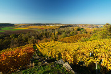 Weinberg Lauffen am Neckar