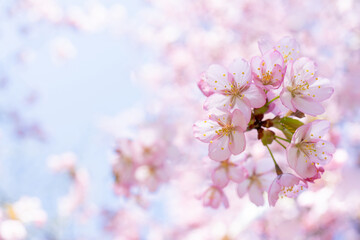 Spring cherry blossom. Beautiful pink floral background.