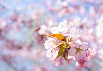 Spring cherry blossom. Beautiful pink floral background.