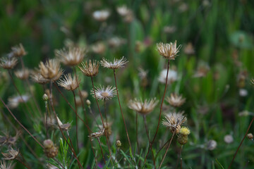 Spring background concept. Rock phagnalon flowers.