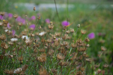 Spring background concept. Rock phagnalon flowers.