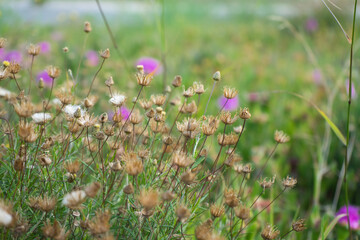 Spring background concept. Rock phagnalon flowers.