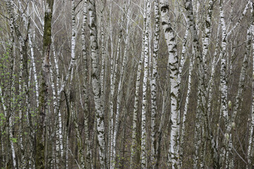 Thin tall trunks in a dense birch forest beautiful background