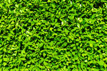 high contrasted green leaf background