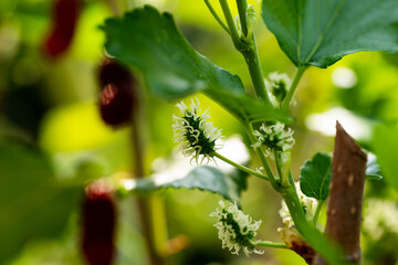 closed up young of red mulberry before turn to red color