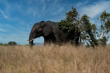 Fototapeta premium Elephant walking through a bush tree to scratch its self in the bush of kruger national park in south africa 