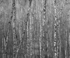 Black and white thin tall trunks in a dense birch forest beautiful background