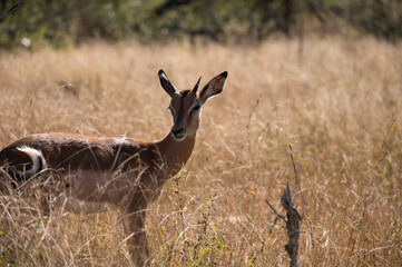 Impala Portrait in the wild bush of the kruger national park of South africa