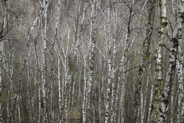 Thin tall trunks in a dense birch forest