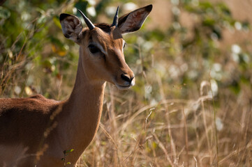 Naklejka na ściany i meble Impala Portrait in the wild bush of the kruger national park of South africa