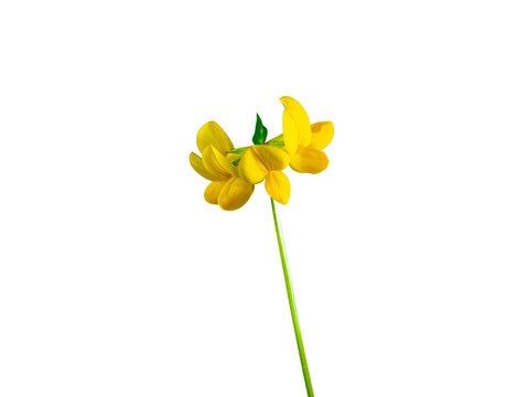 Lotus corniculatus, bird's-foot trefoil, isolated on white background. Yellow wild flower with stem, cut out. Flat lay. Forage plant.