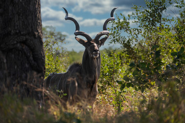 Kudu antelope with curved horns posing with open mouth in the bush of the kruger national park in South Africa 