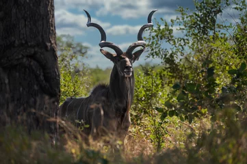Photo sur Plexiglas Antilope Kudu antelope with curved horns posing with open mouth in the bush of the kruger national park in South Africa 