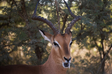 Impala antelope drooling while eating in the kruger national park in South Africa 