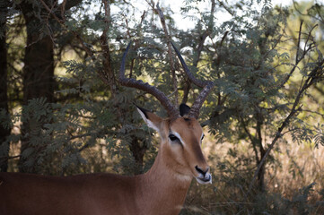 Impala antelope drooling while eating in the kruger national park in South Africa 