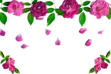 Frame of pink roses on a white background. Poster for web design, gift cards, Valentine's Day, wedding, birthday, International Women's Day, March 8, Mother's Day.