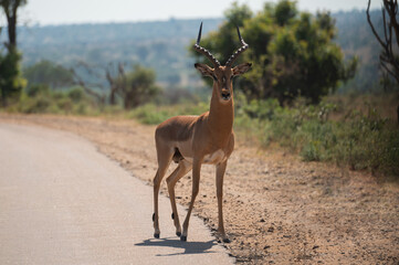 Antelope standing at a ready to challenge another for dominance over a heard of females