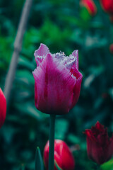 red tulip in the garden