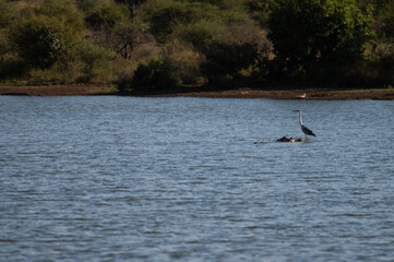 Obraz premium heron sitting on a rock in the middle of a lake surrounded by hippos and crocodiles