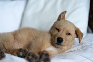 Golden labrador puppy resting on a white sofa