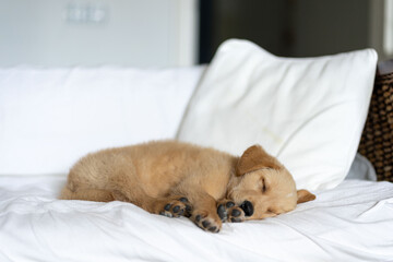 Golden labrador puppy resting on a white sofa