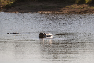 Hippo yawning and showing its teeth while blowing water upward in kriger national park in South Africa