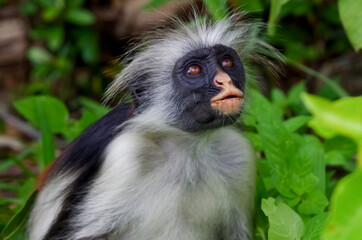 Portrait of a wild red colobus, endemic to zanzibar island. Zanzibar, Tanzania