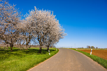 Weiß blühende Kirschbäume neben der Straße