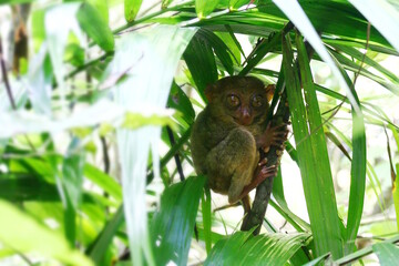 Tarsier hiding in the tree on Bohol island, Philippines