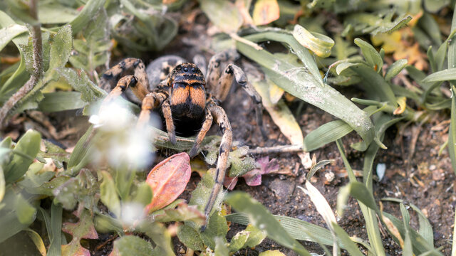 European tarantula wolf spider (Lycosa singoriensis) looks out of its burrow in grass habitat.