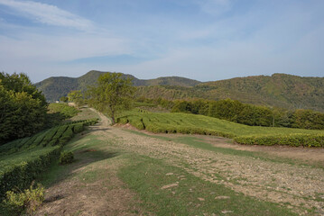 Mountain road. Tea plantations in the vicinity of Sochi. Mountains in the background and sky with light clouds