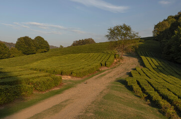 Fototapeta premium The road among the tea fields. Caucasus Mountains near Sochi. Summer evening